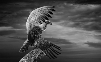 The White backed vulture spreading its wings The White backed vulture spreading its wings