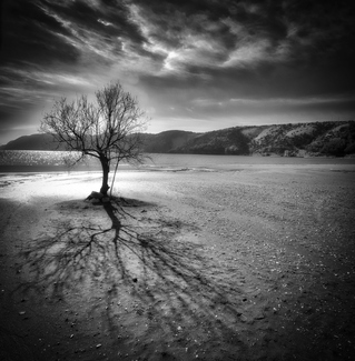 lonely tree lonely tree