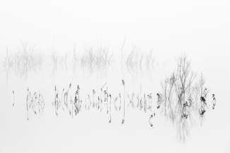 Vegetal Symphony Vegetal Symphony