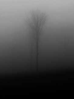 Fog Fog