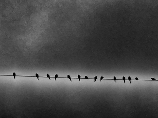 Birds on a Wire Birds on a Wire