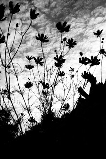 Cosmos Reaching Towards the Cosmos Cosmos Reaching Towards the Cosmos