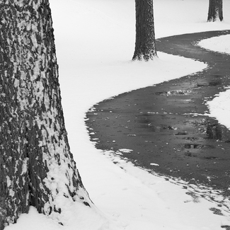 Trees and Path Trees and Path