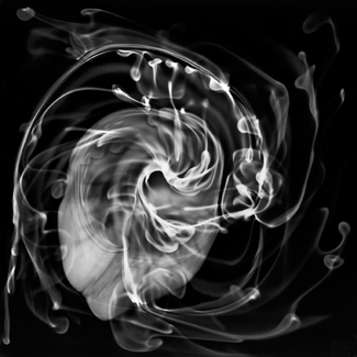 Swirls, Whorls, and Tendrils Swirls, Whorls, and Tendrils
