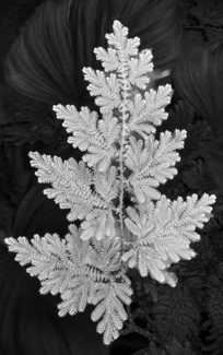 Illimitable Spirit Illimitable Spirit