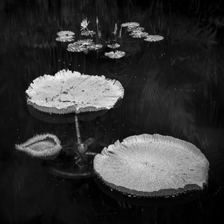 Jurassic Lily Jurassic Lily