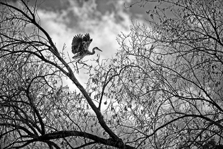 The Dancing Heron The Dancing Heron