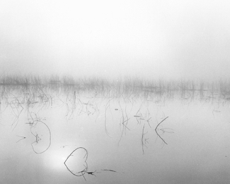 Grasses at Sunrise Grasses at Sunrise