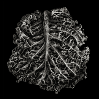 Cabbage Brain