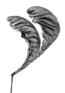 Pair Of Dead Leaves Pair Of Dead Leaves