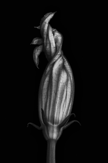 Zucchini Blossom Zucchini Blossom