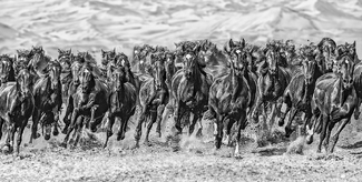 Peruvian Paso Heritage Peruvian Paso Heritage
