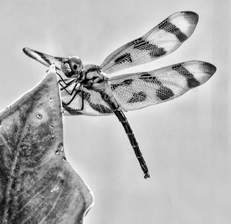 Dragon Fly Dragon Fly