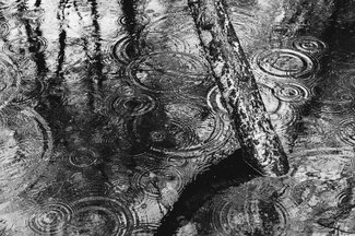 Tree, Rain Tree, Rain