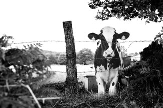 Cow Cow