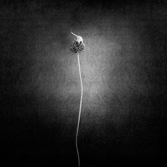 Allium cepa.#2 Allium cepa.#2