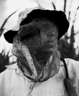 Field worker in Mauritius Island Field worker in Mauritius Island