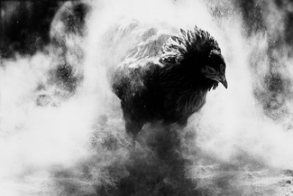 Feathered Blast 01 Feathered Blast 01