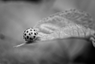 Ladybug Ladybug