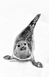 Seal Hospital, Pieterburen II Seal Hospital, Pieterburen II