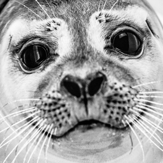 Happy Seal 