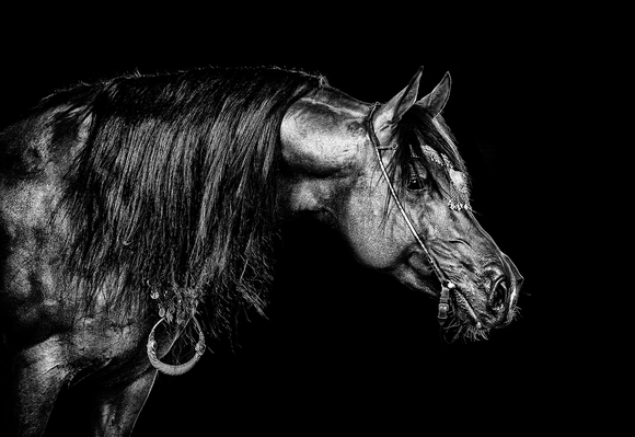 Portrait of Arabian stallion YanourHayati