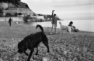 Black dog white dog Black dog white dog