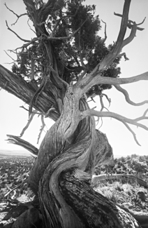 Trees, Gallisteo Basin