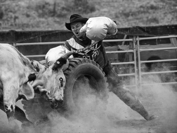 Bull and Rodeo Clown