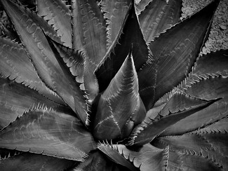 Cactus Cactus
