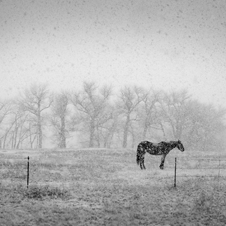 Horse and Snowfall Horse and Snowfall