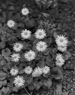 Leopard in the Garden Leopard in the Garden
