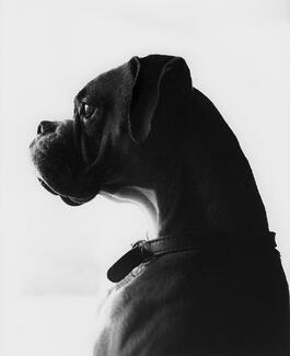 Meadow at the Window Meadow at the Window