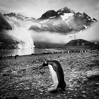 Lonely Penguin Lonely Penguin