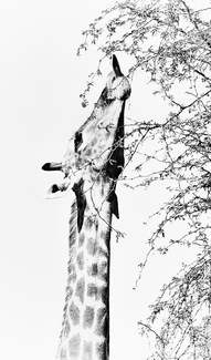 At Full Stretch At Full Stretch