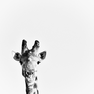Smiling Giraffe Smiling Giraffe