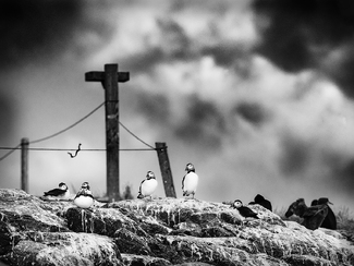 Church of the Puffin Church of the Puffin