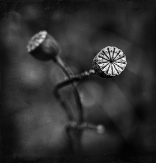 Forever Entwined Forever Entwined