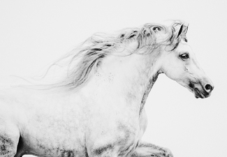 White Stallion White Stallion