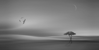 The Walking Tree The Walking Tree