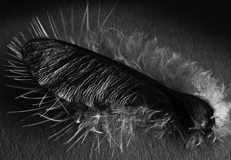 Still life with feather and seed carrier Still life with feather and seed carrier