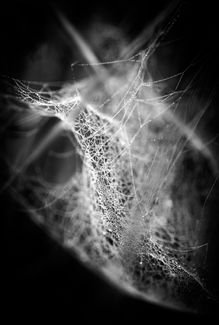 Transmutation I Transmutation I