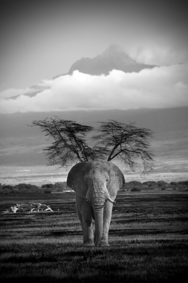 Elephant and Mt. Kilimanjaro