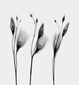 Lisianthus Lisianthus