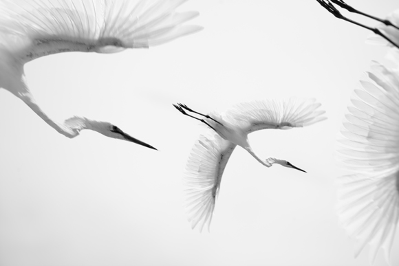 Little Egrets In Flight