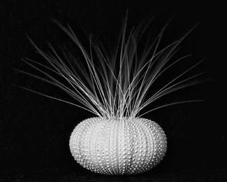 Sea Urchin and Cat Whiskers Sea Urchin and Cat Whiskers