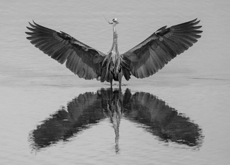 Great Blue Heron Great Blue Heron