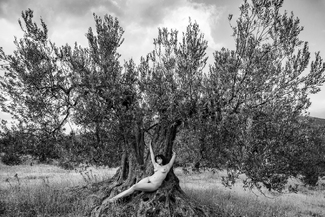 The Tree in the Garden