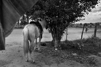 Football Spectator Football Spectator