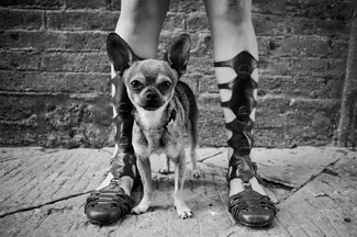 Gladiator Dog Gladiator Dog